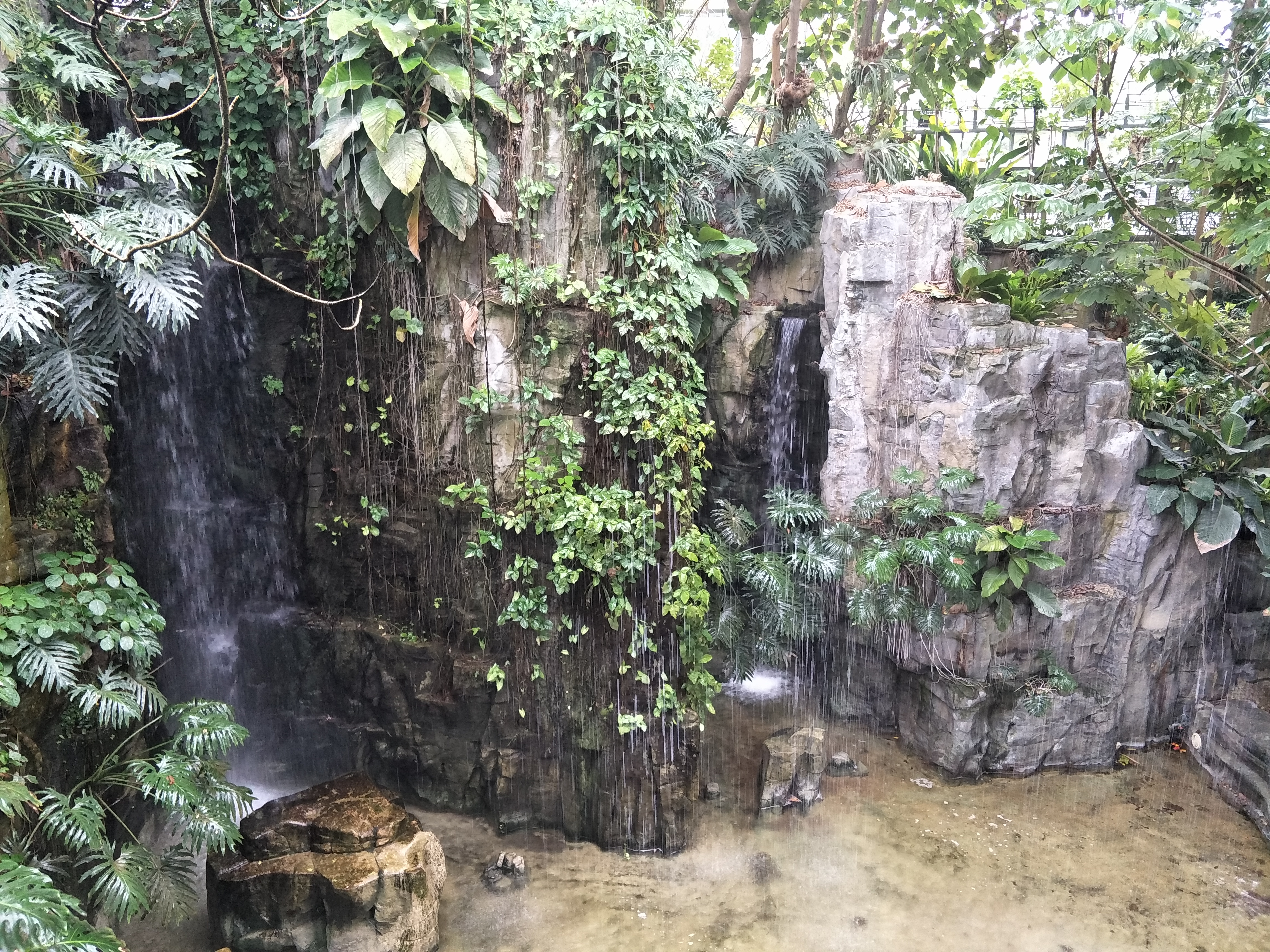 台中科博館熱帶雨林假山